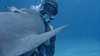 Shark still 3