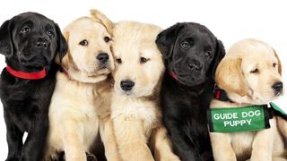 Pick of the Litter still 4