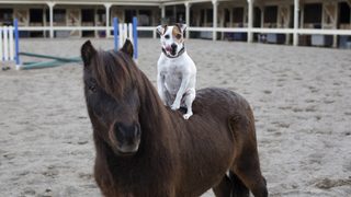 Adventures of Dally and Spanky still 4