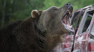 Grizzly Rage still 1