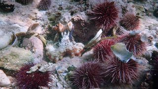 My Octopus Teacher still 6