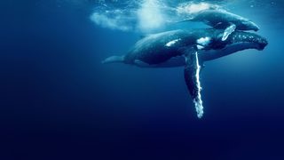 Ocean with David Attenborough still 5