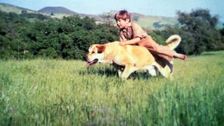 Old Yeller still 5