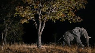 Ghost Elephants still 7