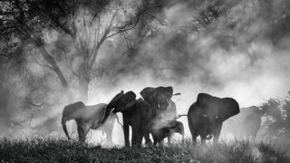 Ghost Elephants still 2