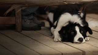 Angel Dog still 1