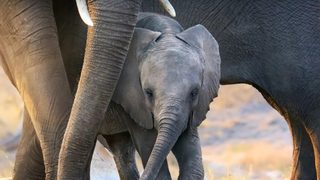 Elephant still 5