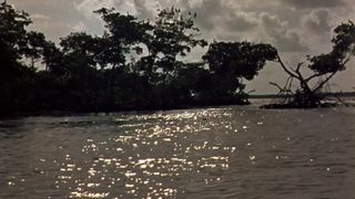 Wind Across the Everglades still 5