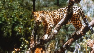Jungle Cat still 3