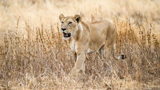 The Last Lions still 1