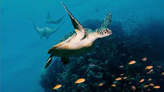 Ocean with David Attenborough still 4