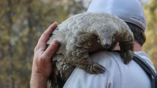 Pangolin: Kulu's Journey still 2