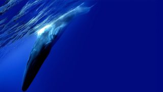 The Loneliest Whale: The Search for 52 still 3