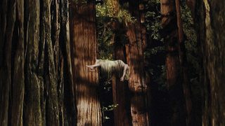 Woodshock still 4