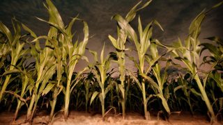 Children of the Corn: Revelation still 1