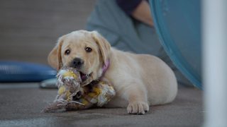 Pick of the Litter still 3