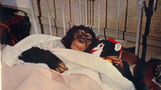 The Monkey's Uncle still 1
