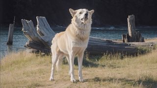 A Cry in the Wild still 1