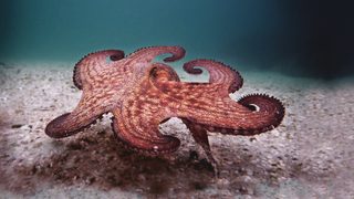 My Octopus Teacher still 5