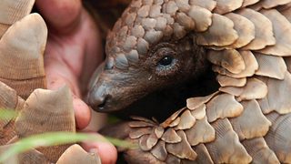 Pangolin: Kulu's Journey still 3