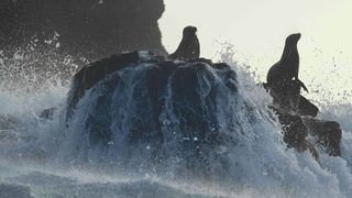 Sea Lions of the Galapagos still 2