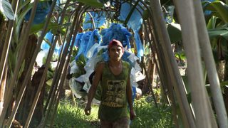 Bananas!* still 4