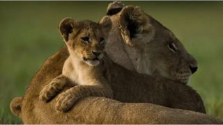 The Last Lions still 3