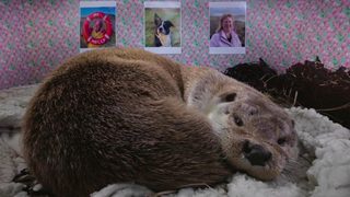 Billy & Molly: An Otter Love Story still 1