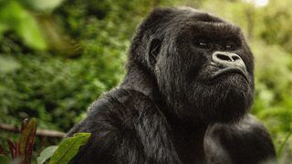 A Gorilla Story: Told by David Attenborough still 3