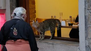 Kedi still 3