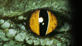 Crocodile still 1