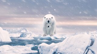 Polar Bear still 3