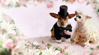 Beverly Hills Chihuahua 2 still 3