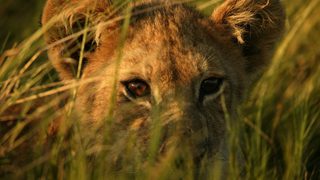 The Last Lions still 4