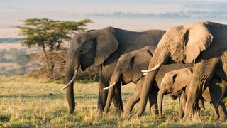 Elephant still 1