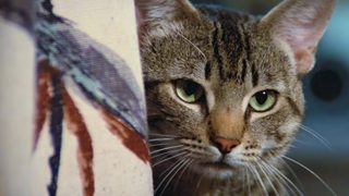 Cat's Eye still 1