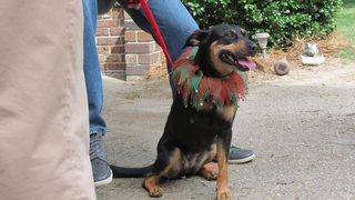12 Dog Days Till Christmas still 1
