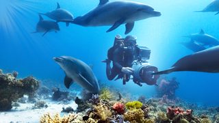 Diving with Dolphins still 1