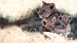 The African Lion still 1