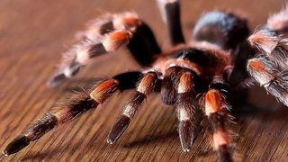 Tarantulas: The Deadly Cargo still 2