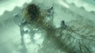Spectral still 2
