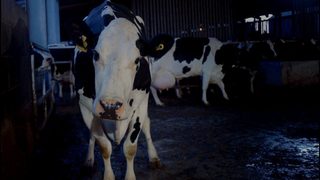 Cow still 3