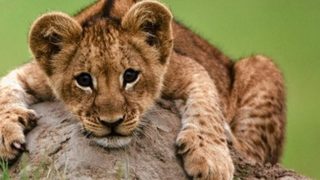 The Last Lions still 6