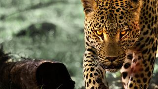 Living with Leopards still 2
