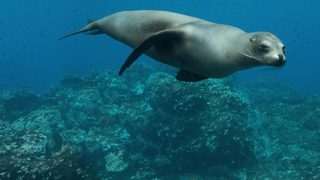 Sea Lions of the Galapagos still 3