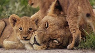 The Last Lions still 5