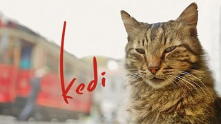 Kedi still 5