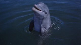 Flipper's New Adventure still 2