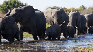 Elephant still 2
