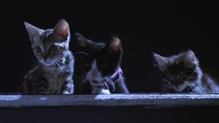 Santa Claws still 3